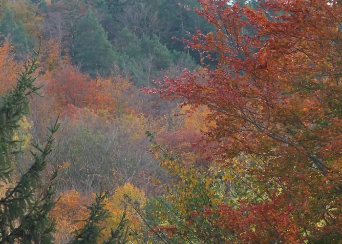 Orzechowka Guest house